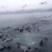Kawanan singa laut panik dan mendekati kapal nelayan di perairan Chili selatan, ketika paus orca mendekati mereka. POTONGAN VIDEO/ABC.NET.AU