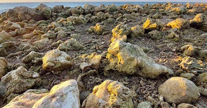 Dampak Siklon Seroja, Terumbu Karang Ikut Mengalami Kerusakan