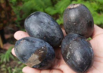 Kacang Kenari Pulau Makian Tembus Pasar Finlandia dan Italia