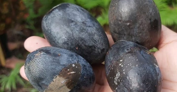 Kacang Kenari Pulau Makian Tembus Pasar Finlandia dan Italia