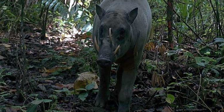 Setelah Survei 26 Tahun Babirusa di Pulau Buru Terekam Kamera