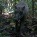 Setelah Survei 26 Tahun Babirusa di Pulau Buru Terekam Kamera