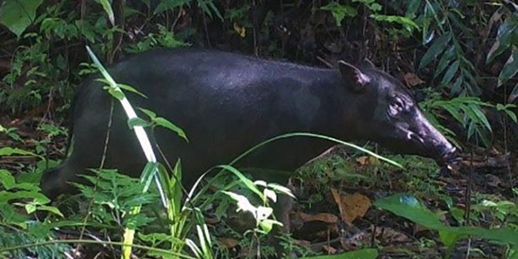 Ciri Khas Babirusa Maluku Berbulu Lebat