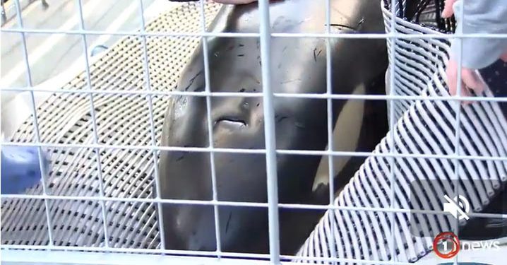 Pencarian Keluarga Orca yang Terdampar di Perairan Wellington