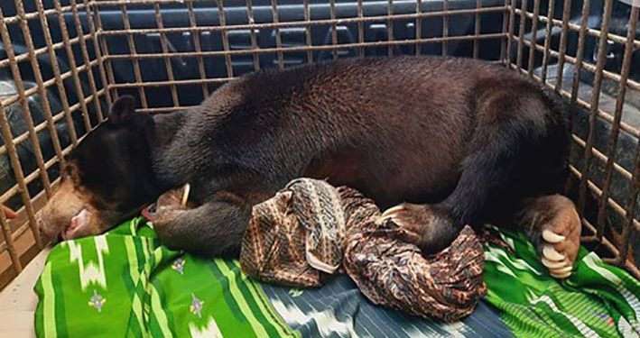 Evakuasi Beruang Madu, Petugas Lakukan Pembiusan