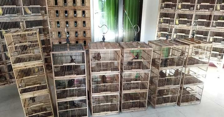 Petugas Gagalkan Penyelundupan dan Perdagangan Ilegal 597 Burung