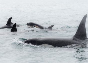 Paus orca. FOTO: NATHAN PETTIGREW/DOC