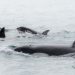 World Orca Day, Mengenal Paus Orca di Selandia Baru