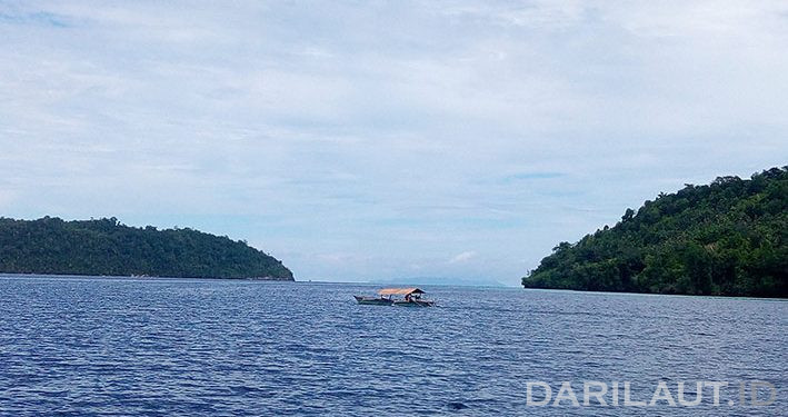 Babirusa Togean Mampu Berenang Dengan Kuat