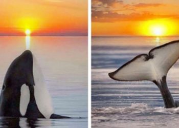Paus orca dan sunset. FOTO: MARY PARKHILL/MYMODERNMET.COM