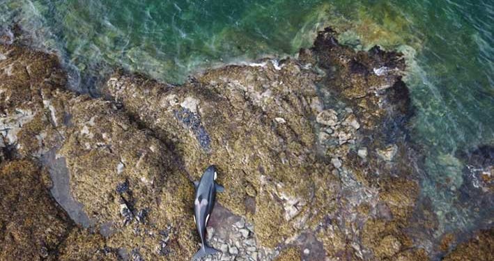 Terdampar di Bebatuan Alaska, Paus Orca Berhasil Diselamatkan