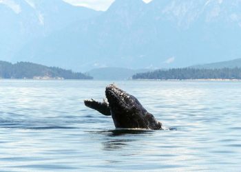 Halfpipe, paus bungkuk berusia dua tahun, pada 2019. Halfpipe ditemukan mati di pantai pada 9 Juli dengan luka di tubuhnya terkena baling-baling kapal.  FOTO: KAITLIN PAQUETTE/Discovery Marine Safaris