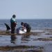 Paus minke yang mati di pantai dekat Wakefield, Rhode Island. FOTO: NBCCONNECTICUT