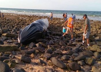 Terdampar di Bebatuan Pantai Sonora Paus Bungkuk Berhasil Diselamatkan
