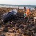 Terdampar di Bebatuan Pantai Sonora Paus Bungkuk Berhasil Diselamatkan