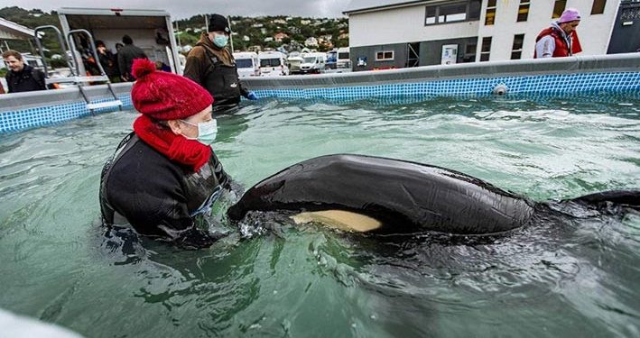 Departemen Konservasi Sedang Menyelidiki Pod Orca di Marlborough Sounds