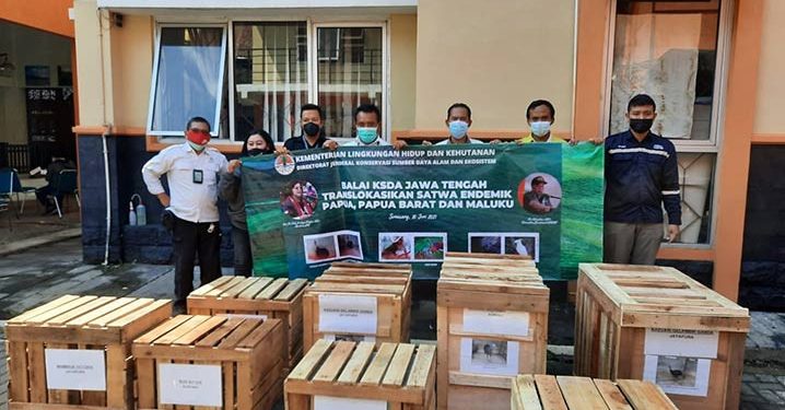Pemulangan Satwa Endemik Papua, Papua Barat dan Maluku
