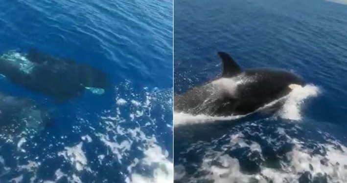 Insiden Paus Pembunuh “Menyerang” Kapal Pesiar Kembali Terjadi di Lepas Pantai Spanyol