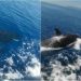 Empat paus pembunuh mengelilingi kapal pesiar dan berulang kali "menyerang". Insiden ini terjadi di lepas pantai Spanyol. FOTO:  HEATH SAMPLES/THE SCARBOROUGH NEWS