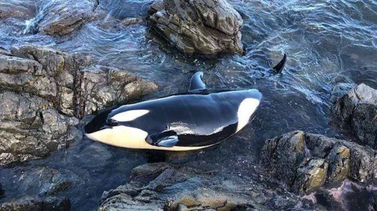 Bayi orca yang terdampar di bebatuan di pantai Selandia Baru, Minggu (11/7). FOTO: BEN NORRIS/ Yahoo News Australia