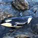 Bayi orca yang terdampar di bebatuan di pantai Selandia Baru, Minggu (11/7). FOTO: BEN NORRIS/ Yahoo News Australia