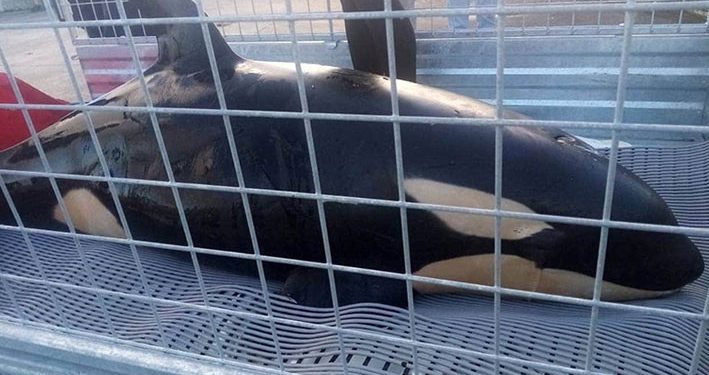 Tim Penyelamat Cari Keluarga Bayi Orca yang Terdampar di Pantai Hongoeka