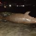 Dugong 2,6 Meter Terdampar di Tolitoli