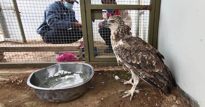Burung Elang Terjebak di Jaring Ikan