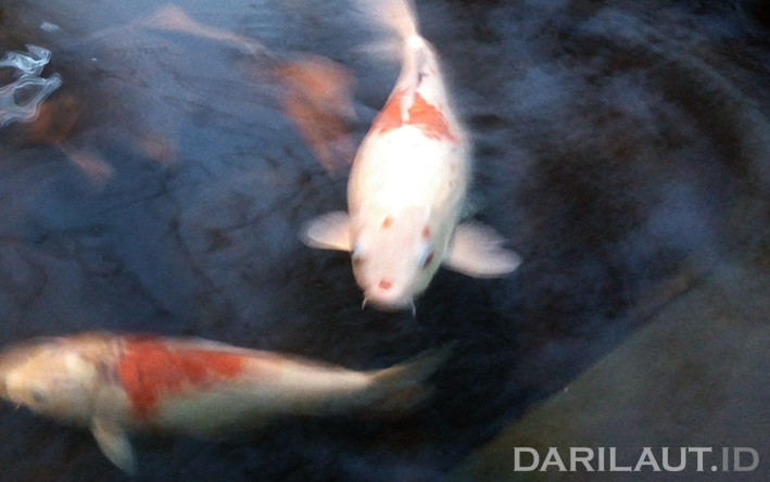 Ikan hias koi. FOTO: DARILAUT.ID