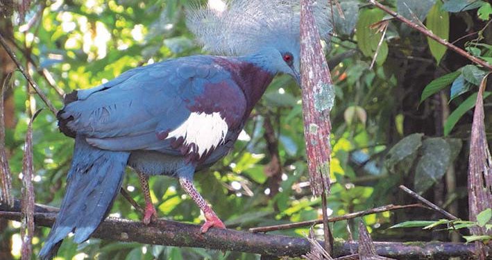 Satwa Endemik Dilepas Kembali di Papua