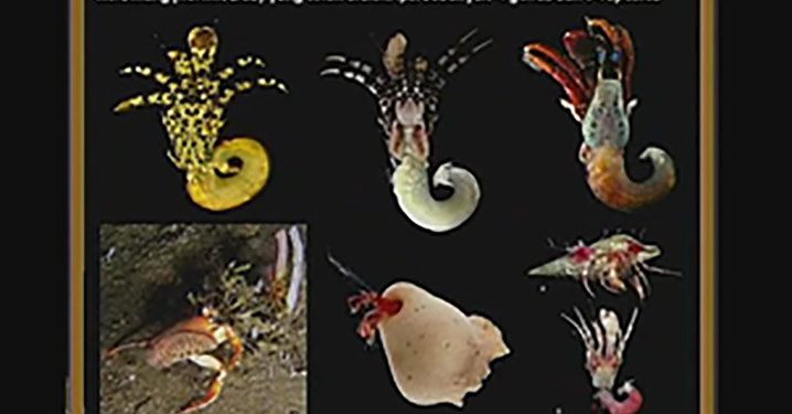 Dwi Listyo Rahayu, Satu-Satunya Taksonom Kelomang di Indonesia