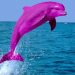 Lumba-lumba merah muda (pink). FOTO: VIA MYDIGITALNEWS.IN