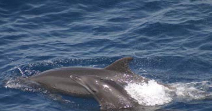 Morbili, Virus yang Menginfeksi Cetacea