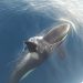 Paus pembunuh (orca). FOTO: Marine Rescue Services/SPANISHNEWSTODAY.COM