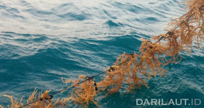 Ini Beras Analog Terbuat Dari Kedelai dan Rumput Laut