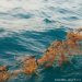 Ilustrasi rumput laut. FOTO: DARILAUT.ID