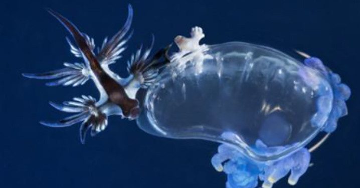 Misteri Kehidupan Ubur-Ubur Api