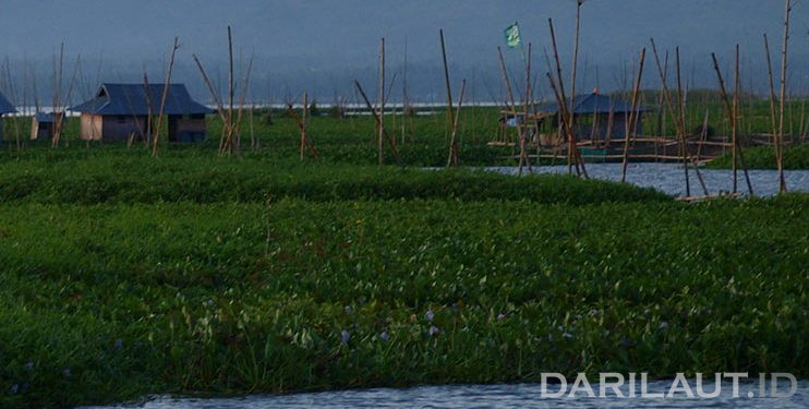 Eceng Gondok untuk Bahan Lotion Anti Gatal-Gatal