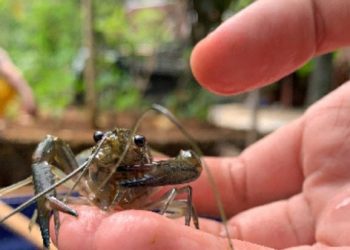 Prospek Tinggi, Mahasiswa UGM Kembangkan Budi Daya Lobster Air Tawar di Gunungkidul