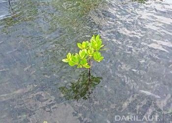 Ilustrasi mangrove. FOTO: DARILAUT.ID