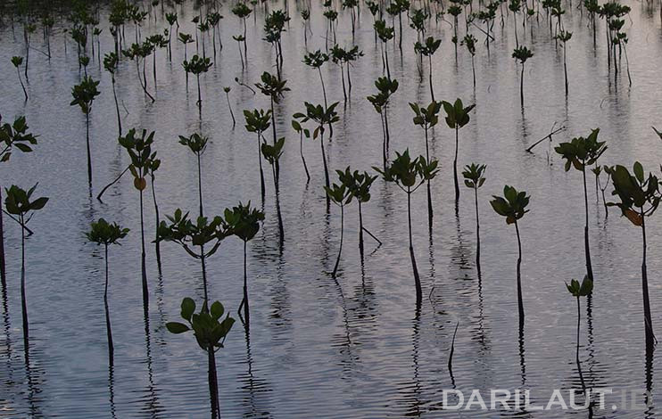 Penanaman mangrove. FOTO: DARILAUT.ID