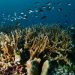 Terumbu karang dan asosiasi ikan di perairan Raja Ampat. FOTO: AWALUDINNOER/YKAN