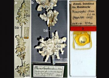 Hidup 11 Ribu Tahun, Ini Spesimen Spons Kaca yang Diidentifikasi Tahun 1904