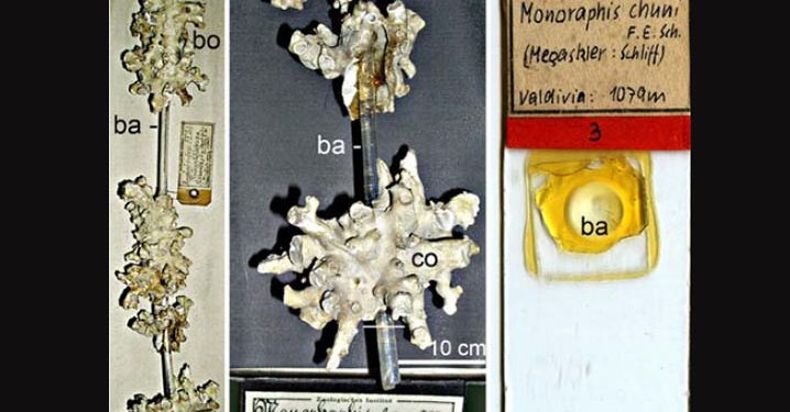 Hidup 11 Ribu Tahun, Ini Spesimen Spons Kaca yang Diidentifikasi Tahun 1904