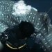 Pemasangan tag dengan satelit finmount pada hiu paus betina di Papua Barat oleh Conservation International Indonesia. FOTO: CONSERVATION.ORG/YOUTUBE