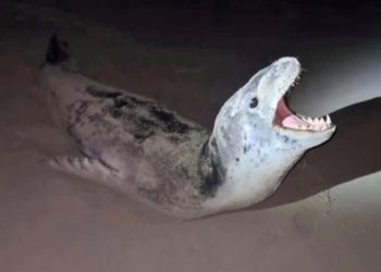 Video TikTok Flynn Webb yang mendekati anjing laut telah ditonton hampir 16 juta kali. FOTO: VIA ABC.NET.AU