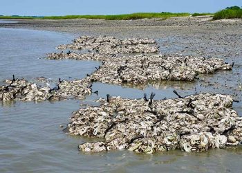Cangkang Tiram Sebagai Pelindung Pantai