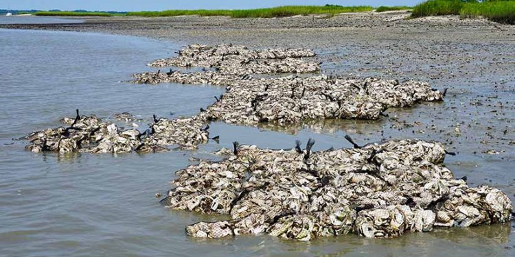 Cangkang Tiram Sebagai Pelindung Pantai