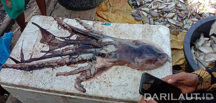 Gurita selimut (Blanket octopus) yang memiliki 8 lengan (4 lengan pendek, 4 panjang) dan jubah semi transparan yang sebagian sudah rusak. Blanket octopus pertama kali ditemukan di perairan Lemito, Kabupaten Pohuwato, Provinsi Gorontalo, Teluk Tomini, Rabu 18 Agustus 2021. FOTO: UMAR PASANDRE/DARILAUT.ID