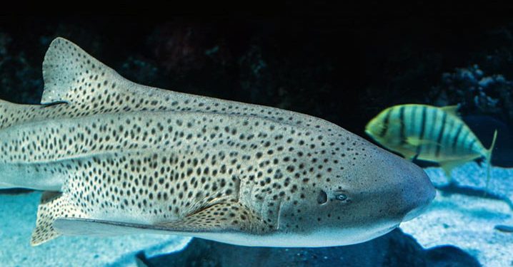 Hiu dan Pari Terancan Punah Karena Penangkapan Ikan Berlebihan